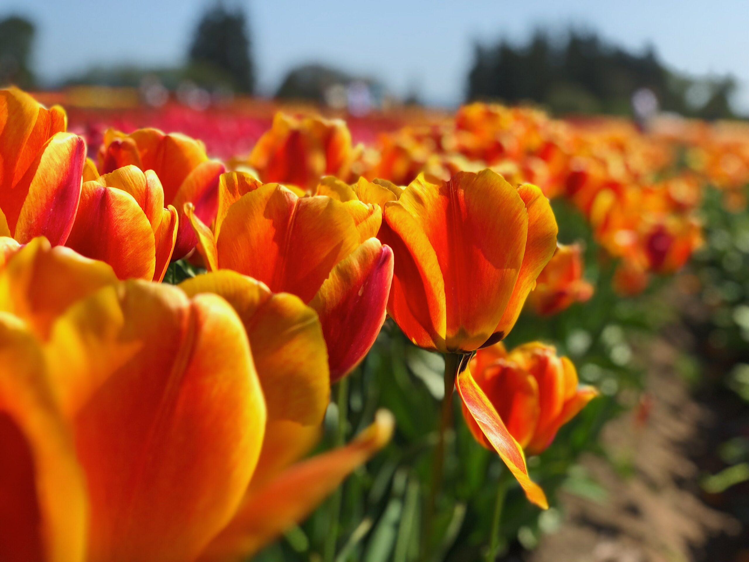 Tulpen in het veld